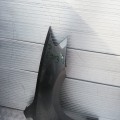IMG_20190727_173248.jpg