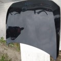 IMG_20230703_082208.jpg